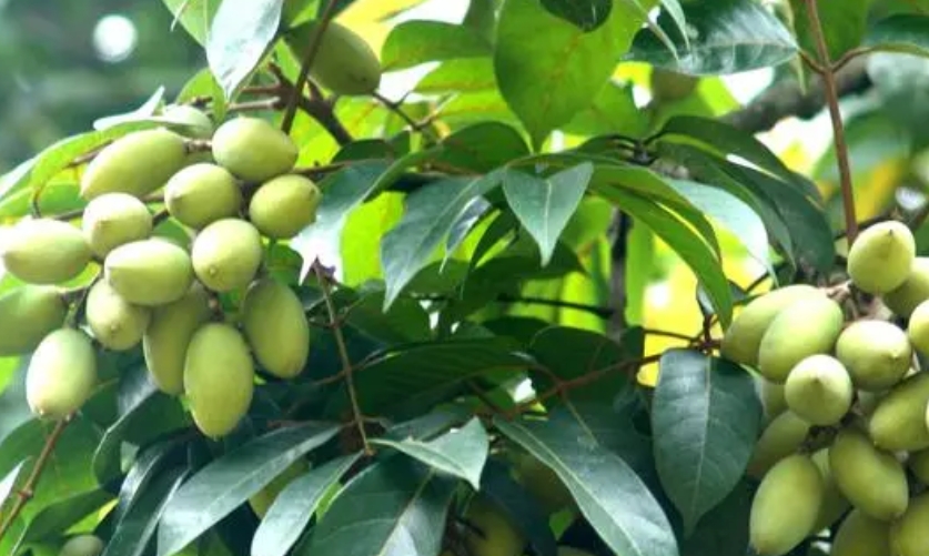 微信截圖_20231211104918 微信截圖_20231211104918