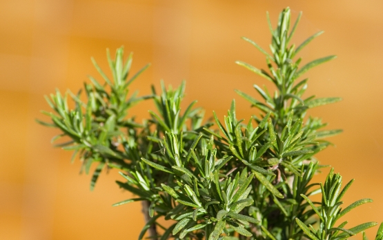 迷迭香酸：飼料的綠色革命，提升動(dòng)物健康的自然選擇